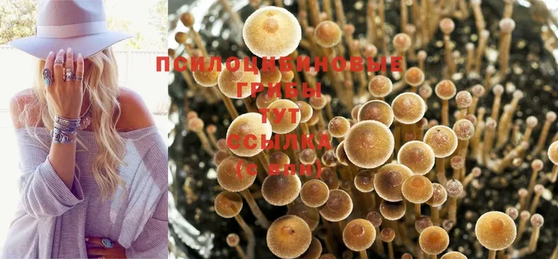 Псилоцибиновые грибы MAGIC MUSHROOMS  площадка телеграм  Фролово  хочу наркоту 